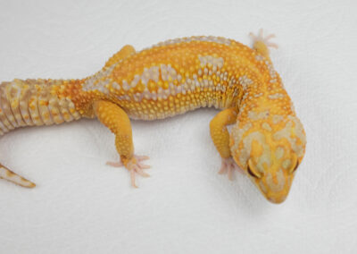 EM1035M Striped Tangerine Tremper